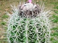 Melocactus peruvianus canetensis ©JB.JPG